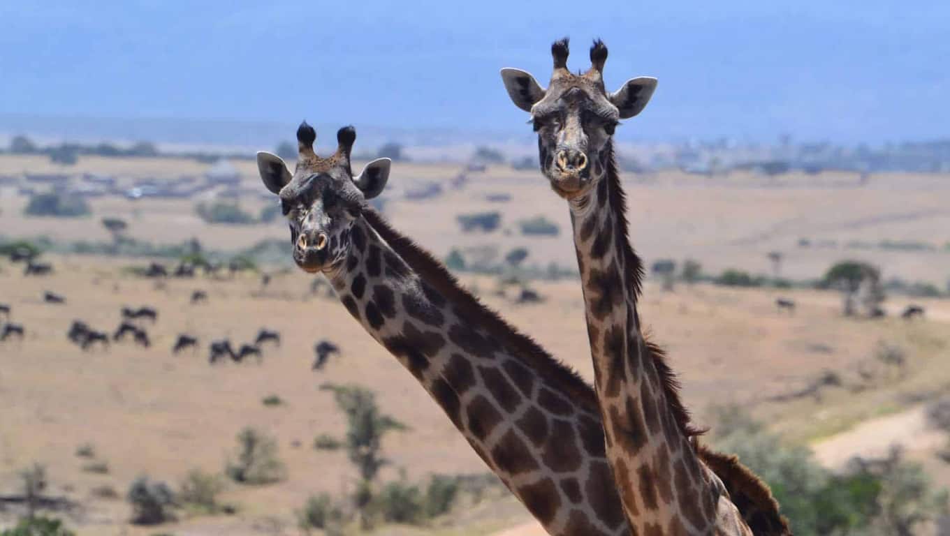 Masai Mara National Reserve - Kenya, Africa